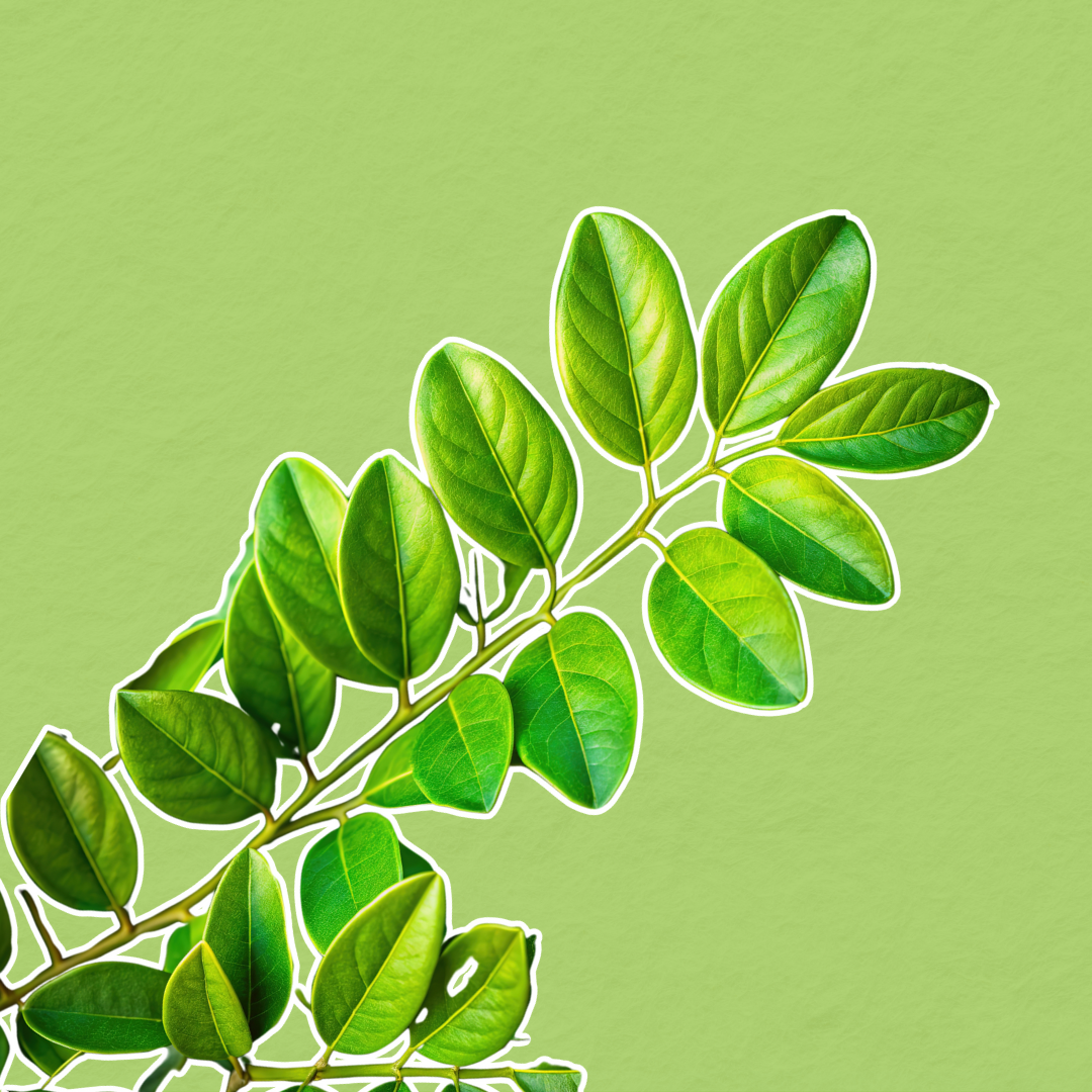 Le Gaïac : Un arbre protégé aux Antilles