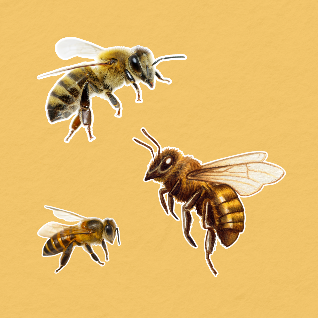 LABORATOIRE PHYTOBEES - PRODUCTEUR ET INNOVATEUR DE LA RUCHE AU FLACON